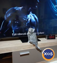 Baietei si fetite rasa british shorthair si scotish fold chinchil - 7