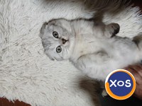 Baietei si fetite rasa british shorthair si scotish fold chinchil - 4