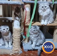 Baietei si fetite rasa british shorthair si scotish fold chinchil - 3
