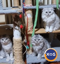 Baietei si fetite rasa british shorthair si scotish fold chinchil - 2
