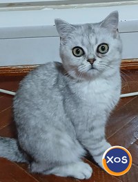 Baietei si fetite rasa british shorthair si scotish fold chinchil - 1