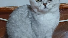 Baietei si fetite rasa british shorthair si scotish fold chinchil