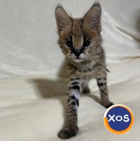 Cachorros Serval exóticos de alta qualidade disponíveis - 3