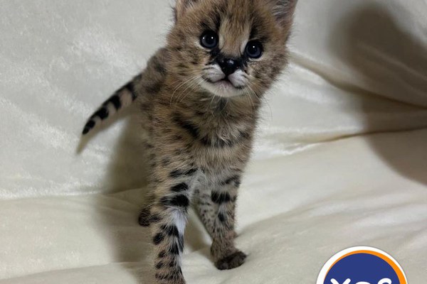 Cachorros Serval exóticos de alta qualidade disponíveis