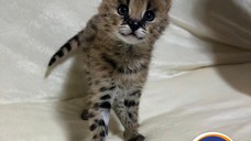 Cachorros Serval exóticos de alta qualidade disponíveis