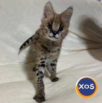 Cachorros Serval exóticos de alta qualidade disponíveis - 1