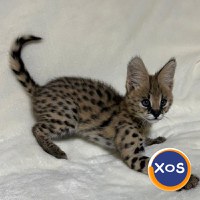 Cachorros Serval exóticos de alta qualidade disponíveis - 4