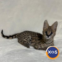 Cachorros Serval exóticos de alta qualidade disponíveis - 2