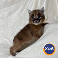 Caracali tineri disponibili, născuți în captivitate - 3