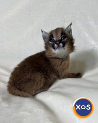 Caracali tineri disponibili, născuți în captivitate - 1