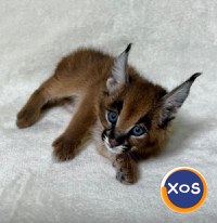 Caracali tineri disponibili, născuți în captivitate - 2