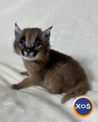 Caracali tineri disponibili, născuți în captivitate - 5