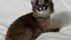 Caracali tineri disponibili, născuți în captivitate