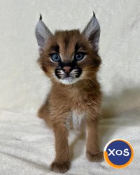 Caracali tineri disponibili, născuți în captivitate - 4