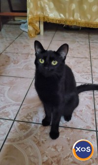 Dau spre ADOPTIE 3 motani si 3 pisici ( 1 an jumate ) - 6