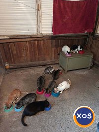 Donații de hrană pentru 10 pisici - 5