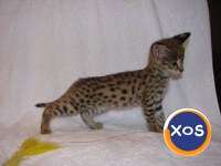 Pisici Serval și Savannah - 6