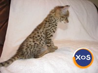 Pisici Serval și Savannah - 7