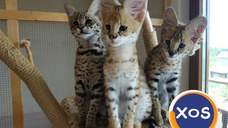 Pisici Serval și Savannah