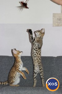 Pisici Serval și Savannah - 2
