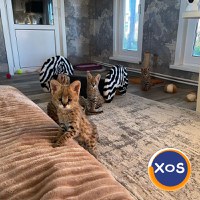 Pisici Serval și Savannah - 10