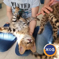 Pisici Serval și Savannah - 11