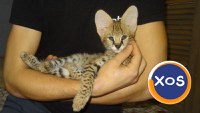 Pisici Serval și Savannah - 12