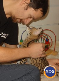 Pisici Serval și Savannah - 13