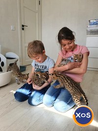 Pisici Serval și Savannah - 8