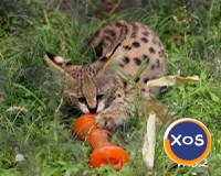 Pisicuta savana, caracal, serval disponibil - 4