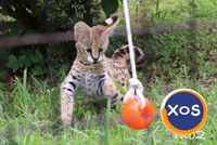 Pisicuta savana, caracal, serval disponibil - 6