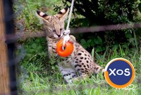 Pisicuta savana, caracal, serval disponibil - 5