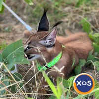 Pisicuțe caracal frumoase disponibile - 5
