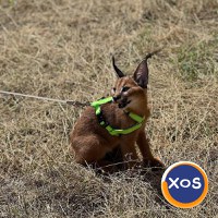 Pisicuțe caracal frumoase disponibile - 4