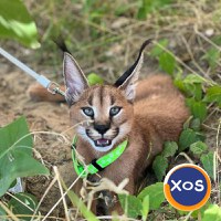 Pisicuțe caracal frumoase disponibile - 3