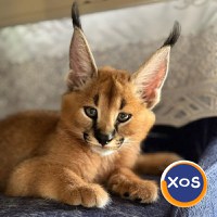 Pisicuțe caracal frumoase disponibile - 2