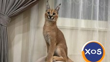 Pisicuțe caracal frumoase disponibile