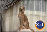 Pisicuțe caracal frumoase disponibile - 1