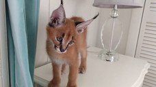 Pisicuțe Caracal și Ocelot