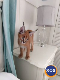 Pisicuțe Caracal și Ocelot - 1