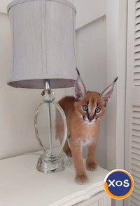 Pisicuțe Caracal și Ocelot - 3
