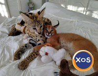Pisicuțe Caracal și Ocelot - 4