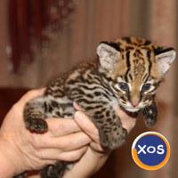Pisicuțe Caracal și Ocelot - 5