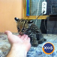 Pisicuțe Caracal și Ocelot - 6