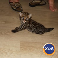 Pisicuțe Caracal și Ocelot - 7