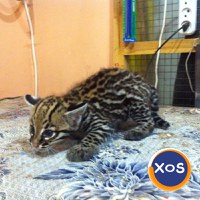 Pisicuțe Caracal și Ocelot - 8