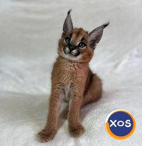 Pisicuțe Caracal și Ocelot - 12