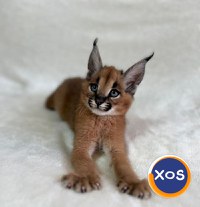 Pisicuțe Caracal și Ocelot - 13