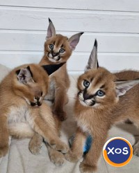 Pisicuțe Caracal și Ocelot - 10