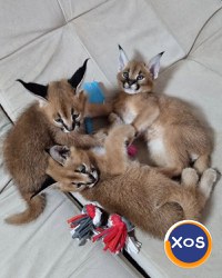 Pisicuțe Caracal și Ocelot - 11